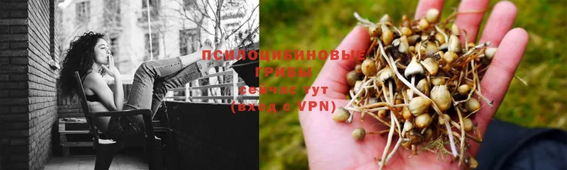 сколько стоит  Вязники  OMG ссылка  Галлюциногенные грибы Psilocybe 